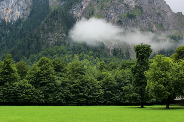 Photograph of lush green trees with a bit of cloud and a lone tree that is separate but not alone.